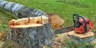 Best Arborist Consultation Services  in Brewster Heights, NY