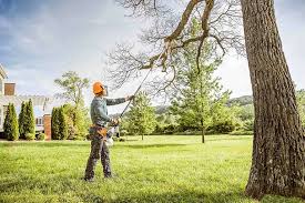 How Our Tree Care Process Works  in  Brewster Heights, NY