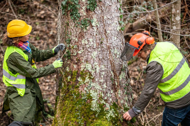 Best Tree Health Inspection  in Brewster Heights, NY