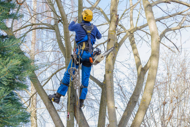 Best Lawn Maintenance Plans  in Brewster Heights, NY