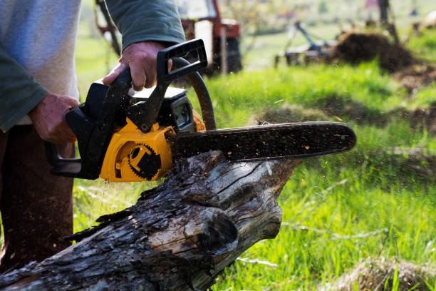 Best Storm Damage Tree Cleanup  in Brewster Heights, NY
